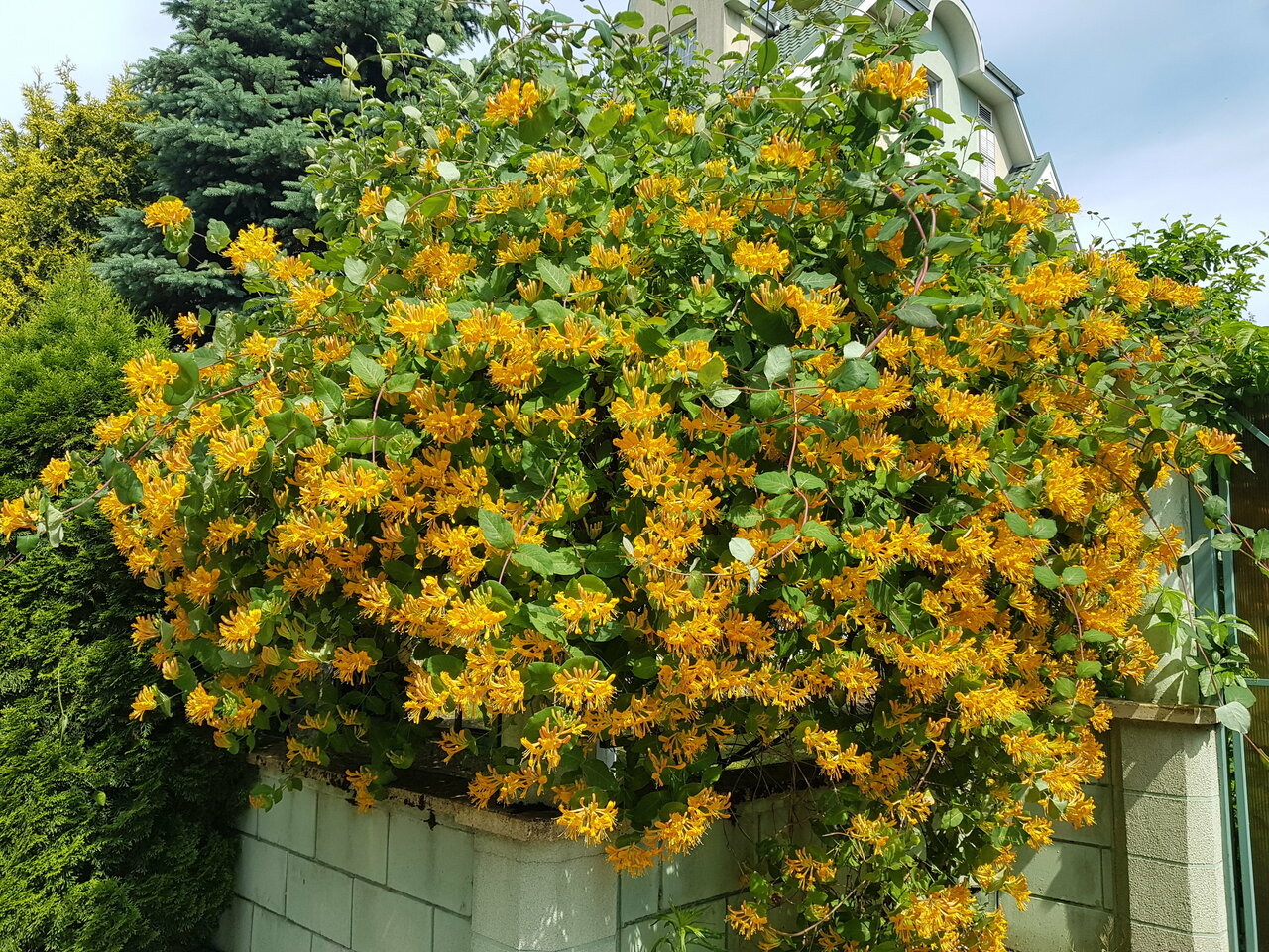 Гостиница Обертайх Люкс Калининград-97