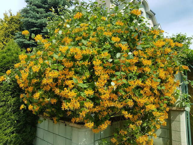 Гостиница Обертайх Люкс Калининград-96